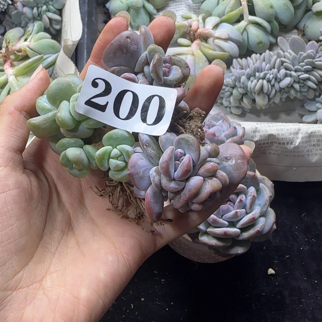 三颗一起一物一拍200