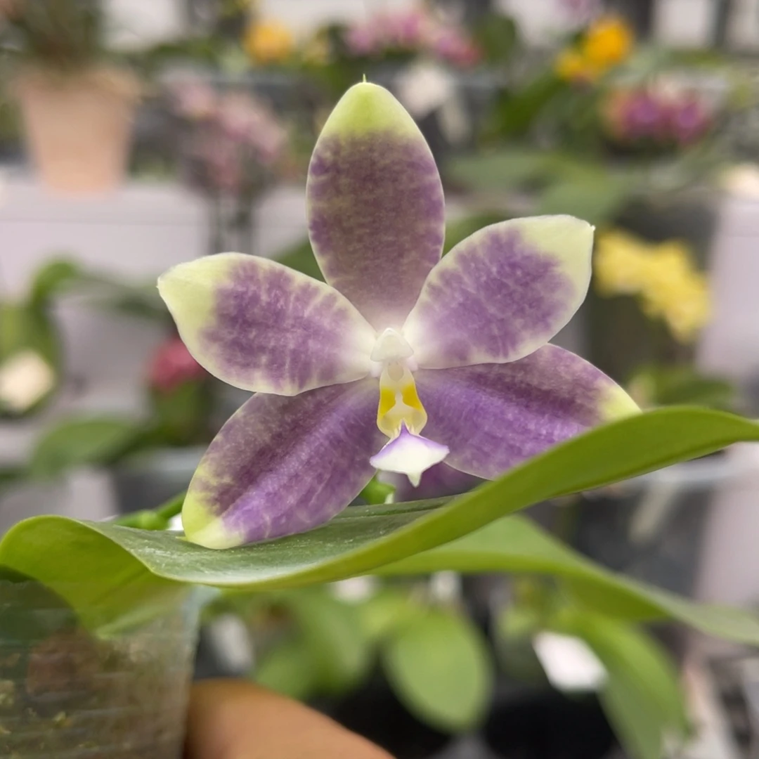 完全开放1210 2.8寸蓝孔雀交蓝豹 一物一拍