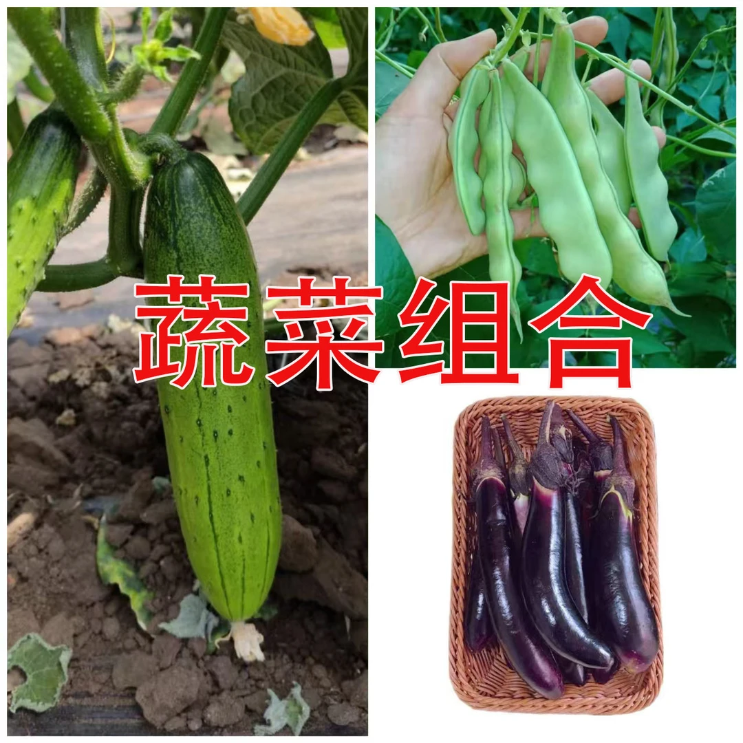 蔬菜组合紫茄子旱黄瓜油豆角农家蔬菜组合混搭5斤