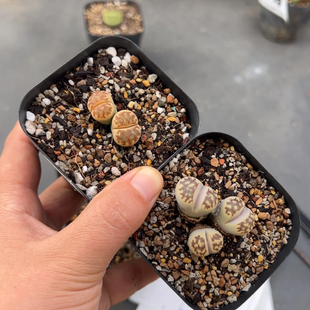 萍****9.27好看的多肉脱土发货945