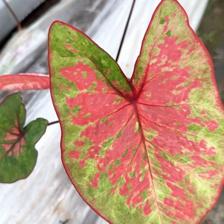 彩叶芋彩叶芋精品月光覆盆子