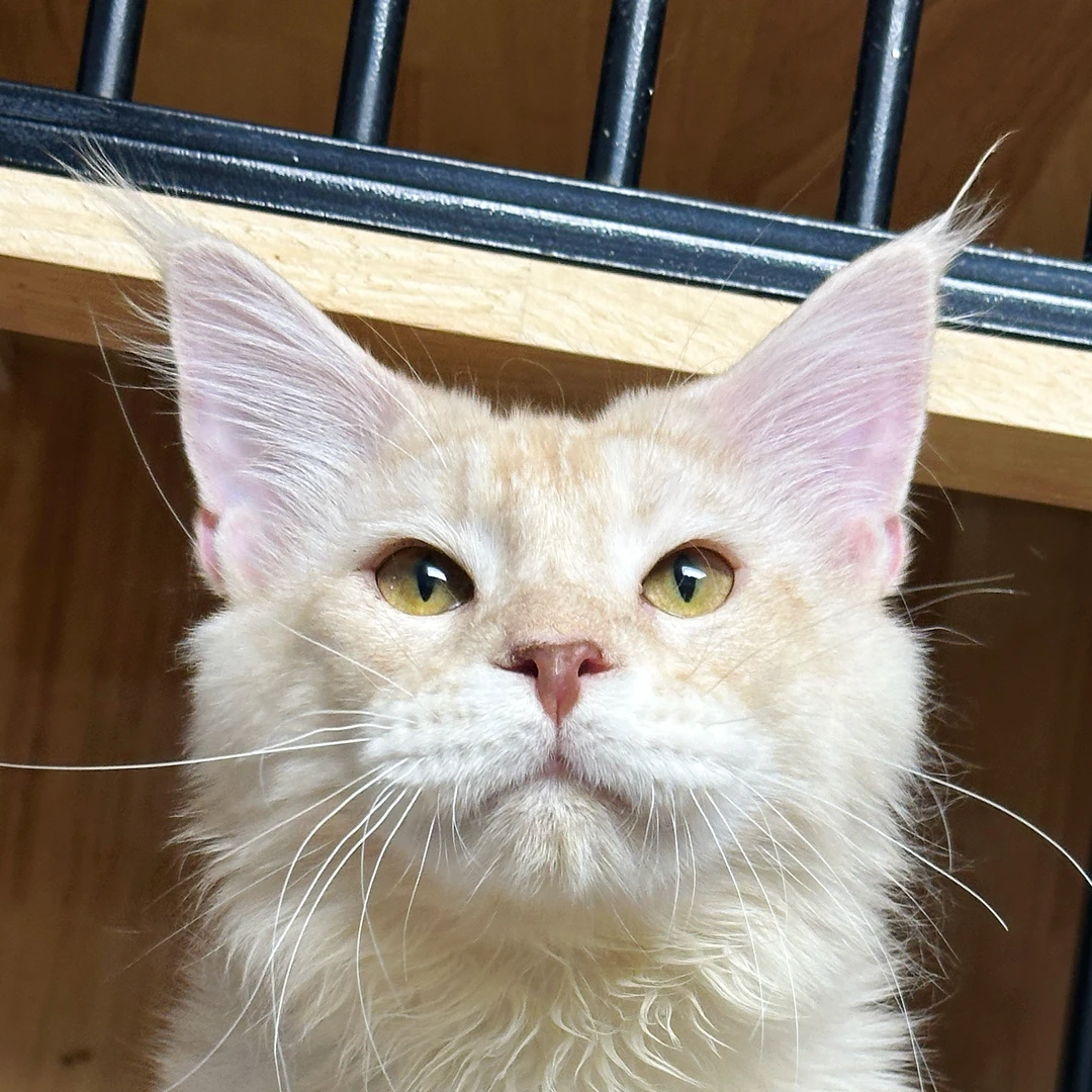 来了姊妹-凯米尔缅因猫-弟弟-YZ-08