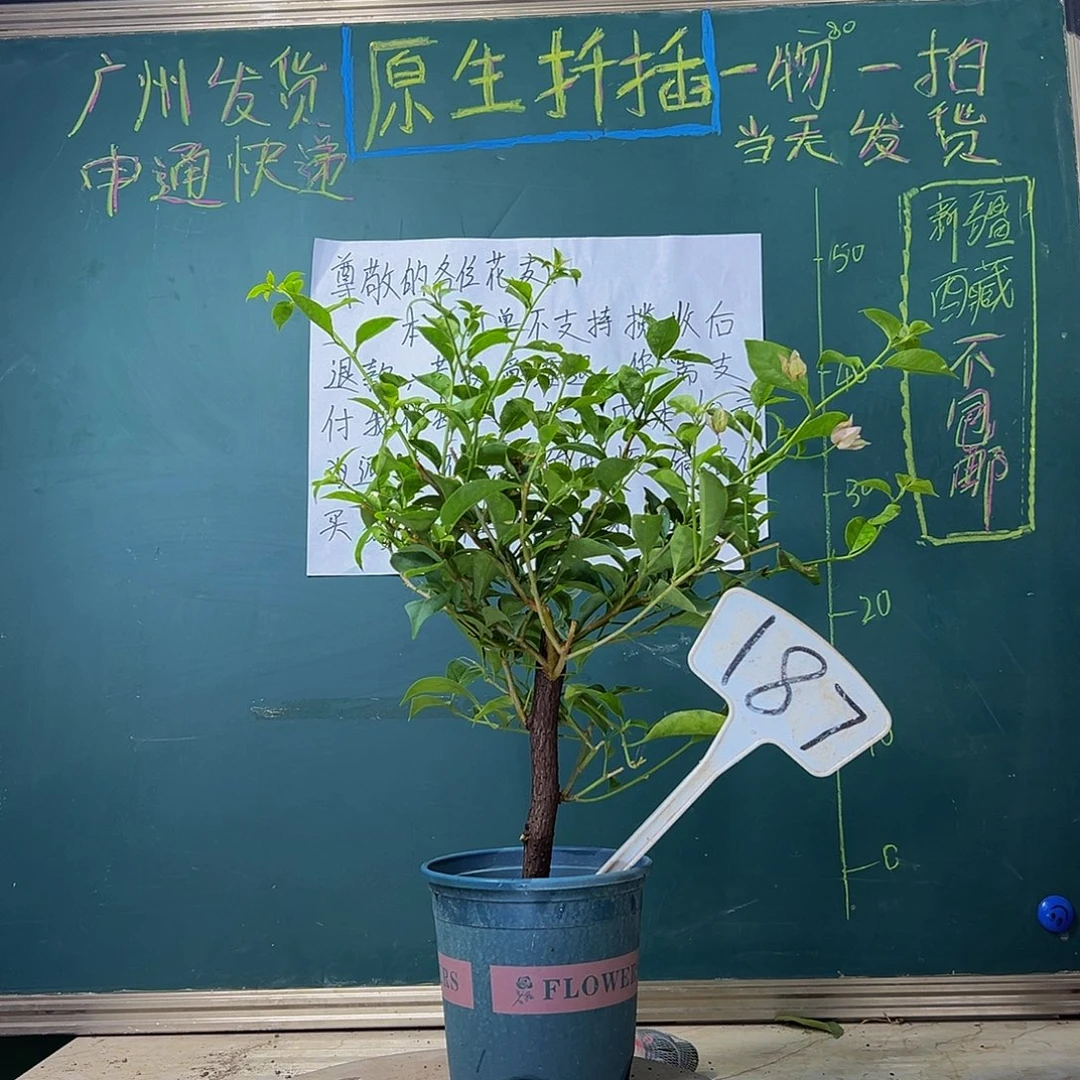 当前无花栽培后可以开花 雪紫 粗杆 187
