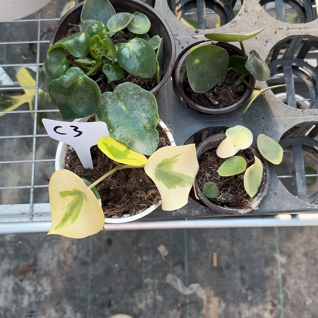 无花朵飞*植荷叶碧玉锦无售后c3
