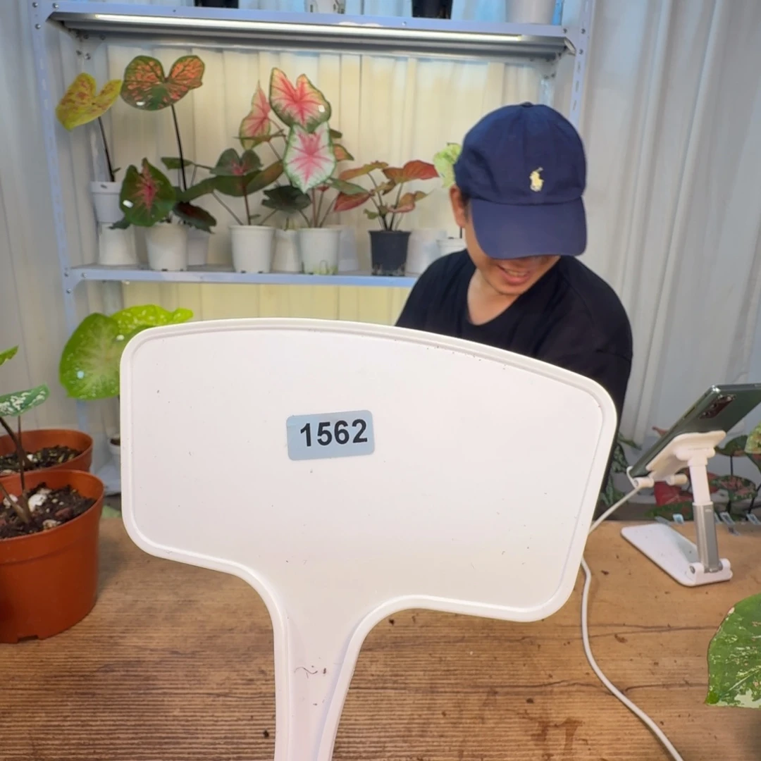 ¹****无花朵柠檬果汁   1562