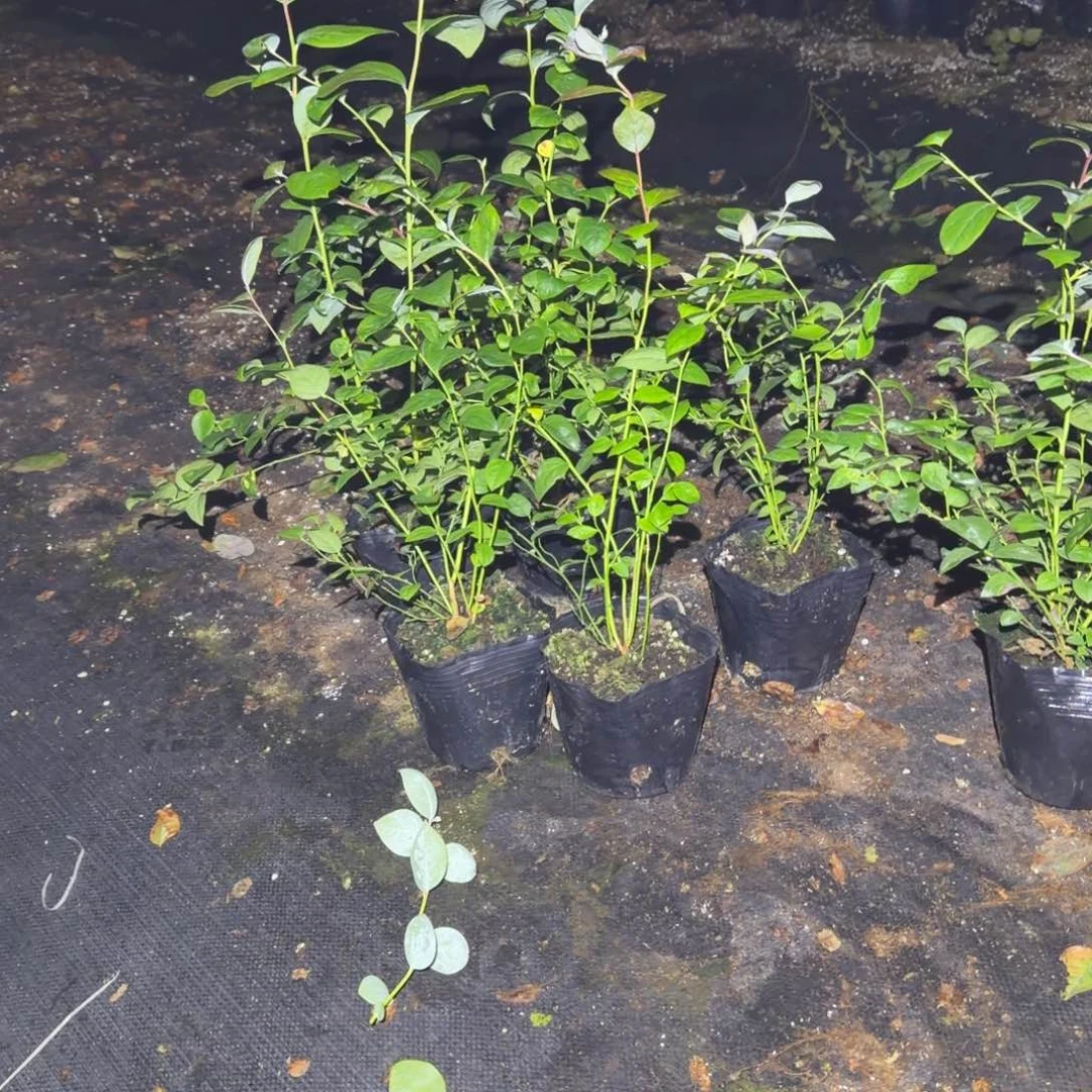 小钵11两颗，无售后