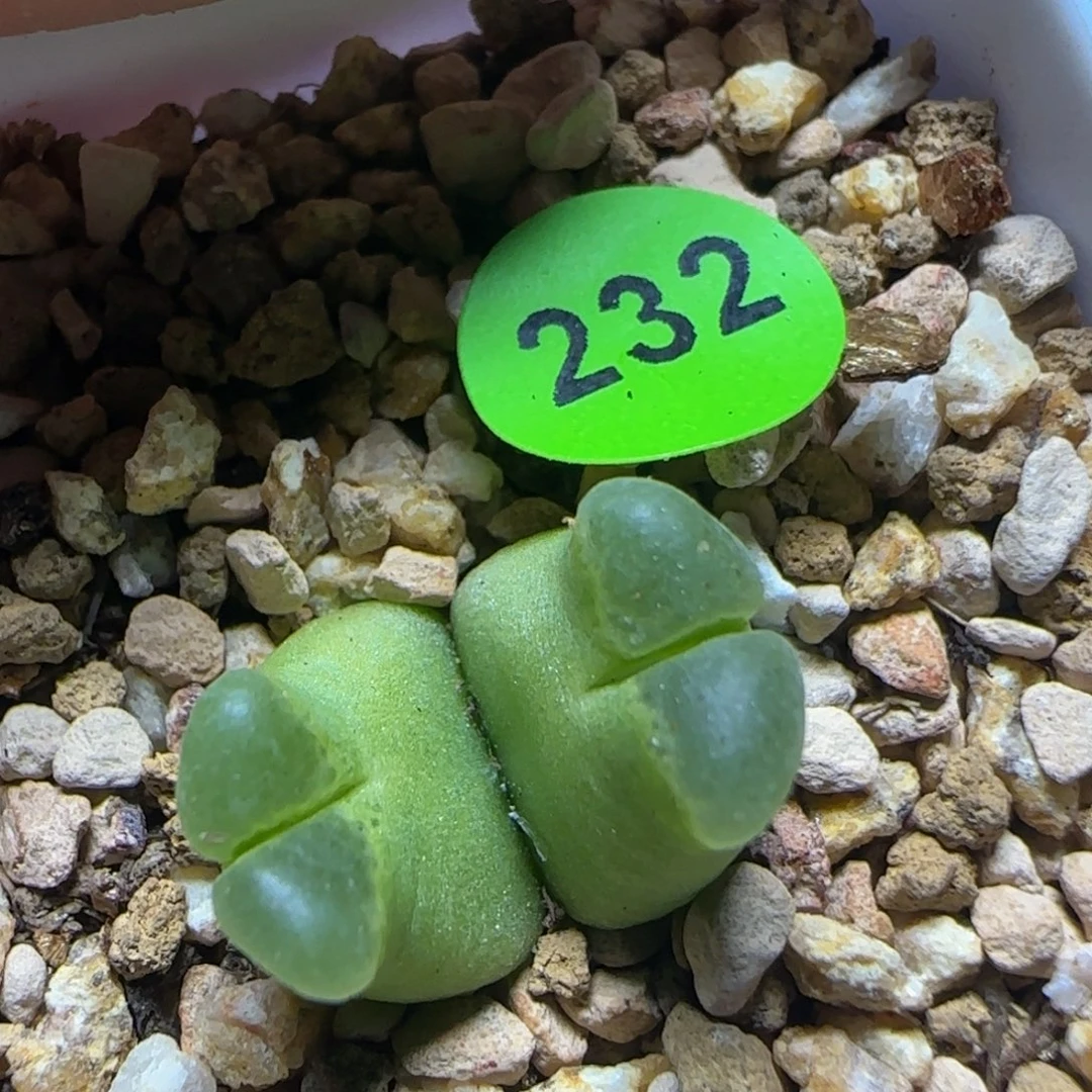 超级奶瓶多肉植物232
