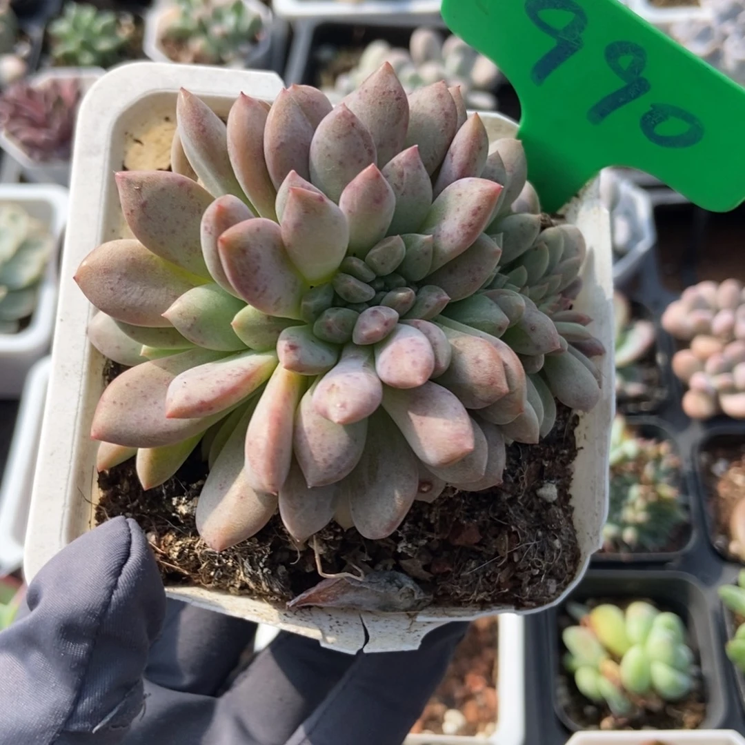990爱丽儿缀多肉植物多肉