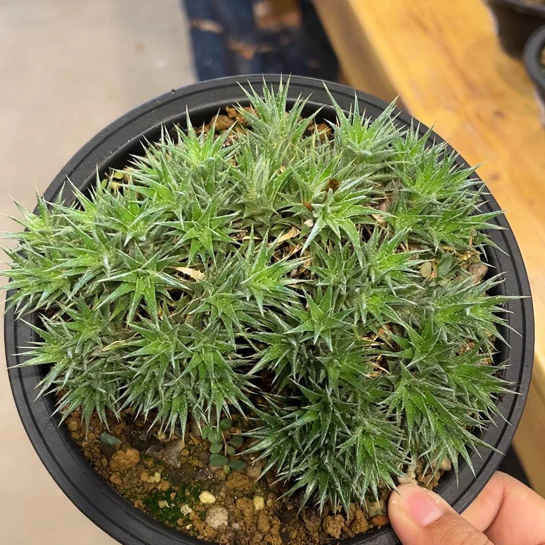 潮流植物 坨坨凤 定养
