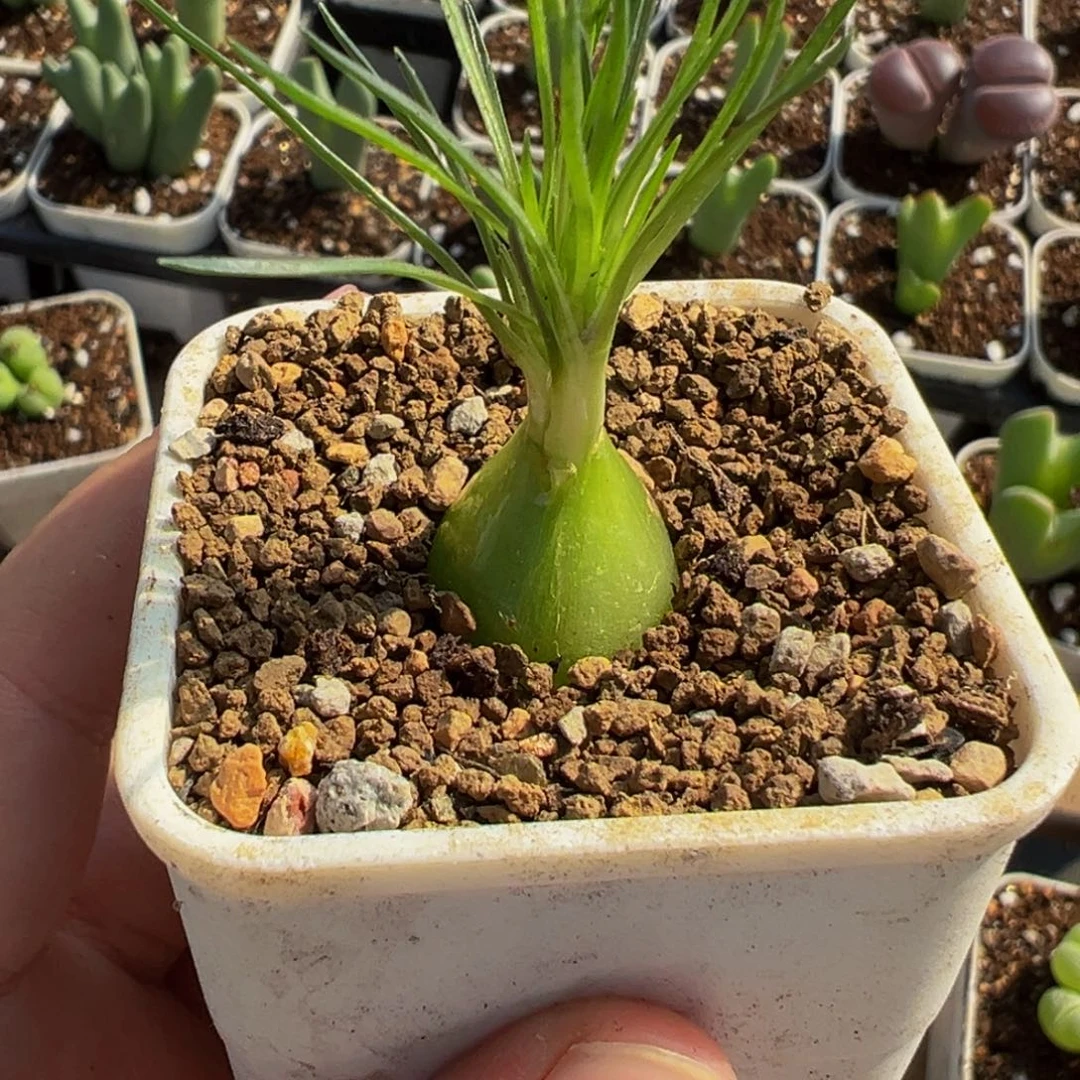 175多肉植物种类多样