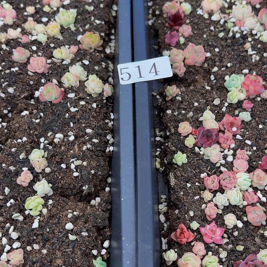 多肉植物多肉植物514