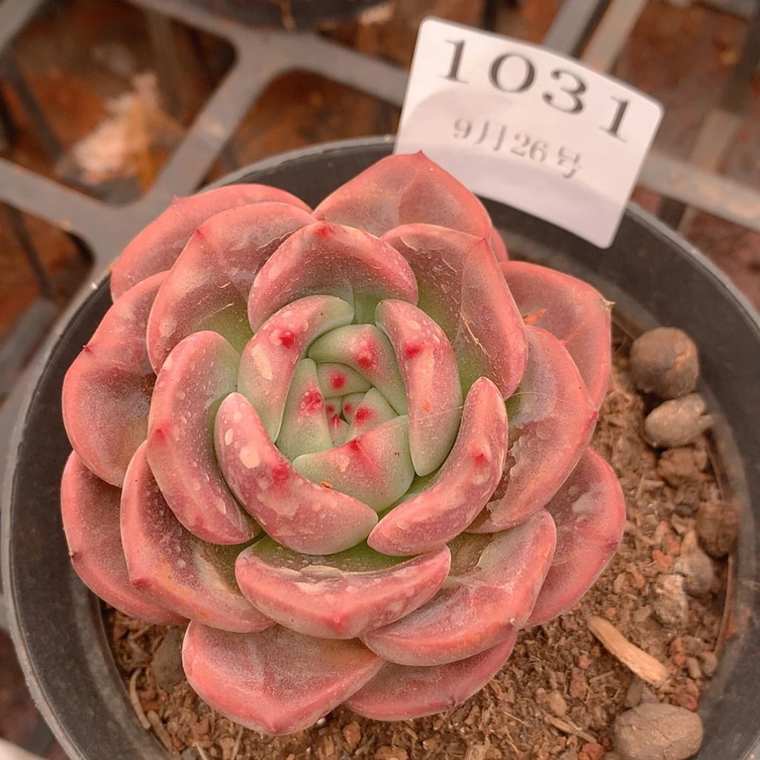 【闪购商品】云1031号