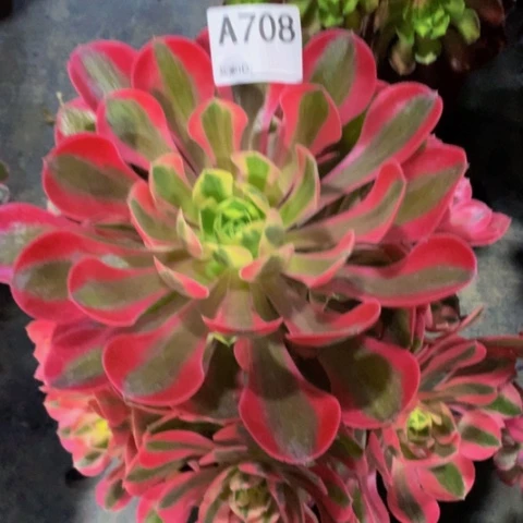 粉女巫708法师多肉