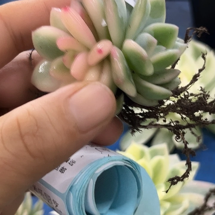 753梦露锦底座大锦边