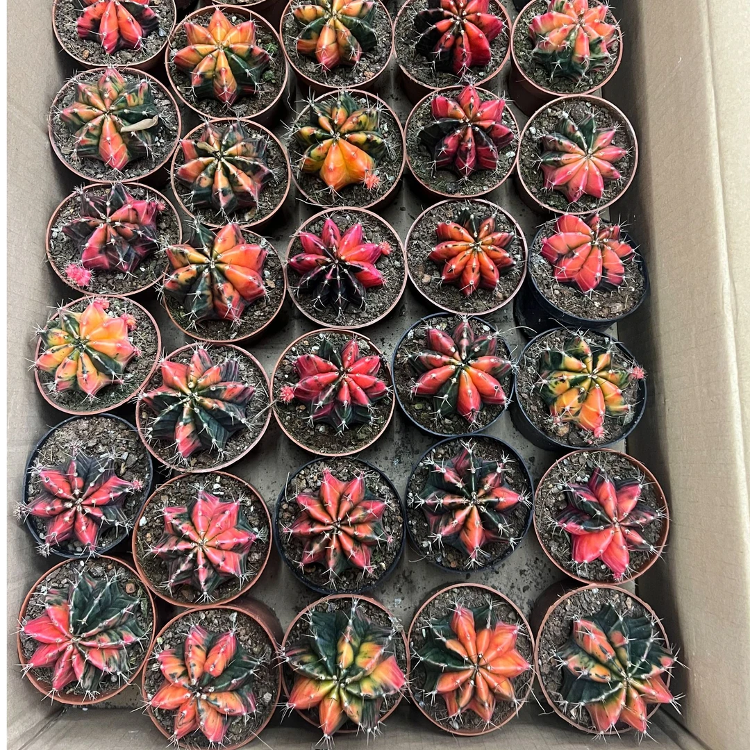 二妹园艺（大米哈牡丹锦）好花色仙人球满18包邮随机发