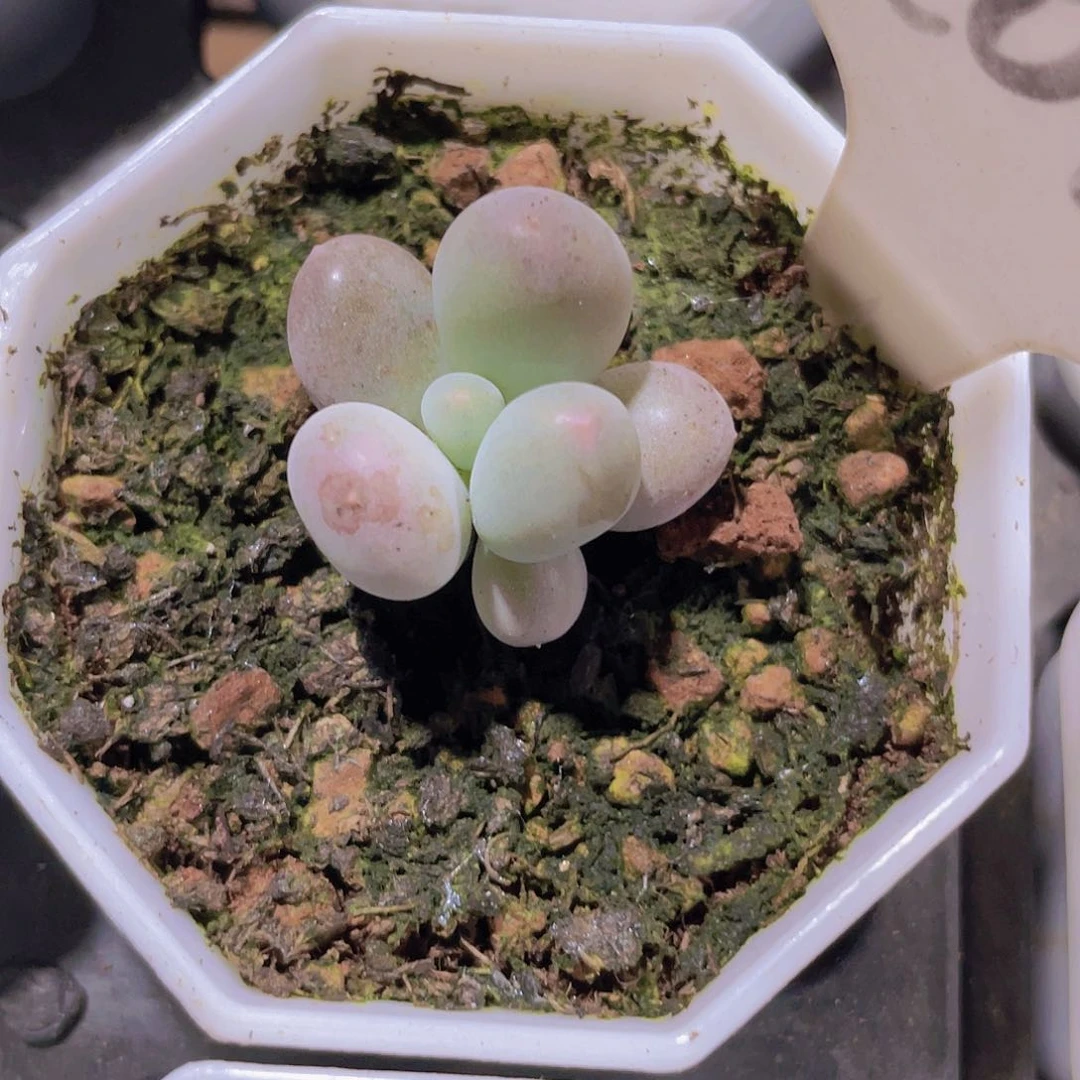 米可奶a073一物一拍