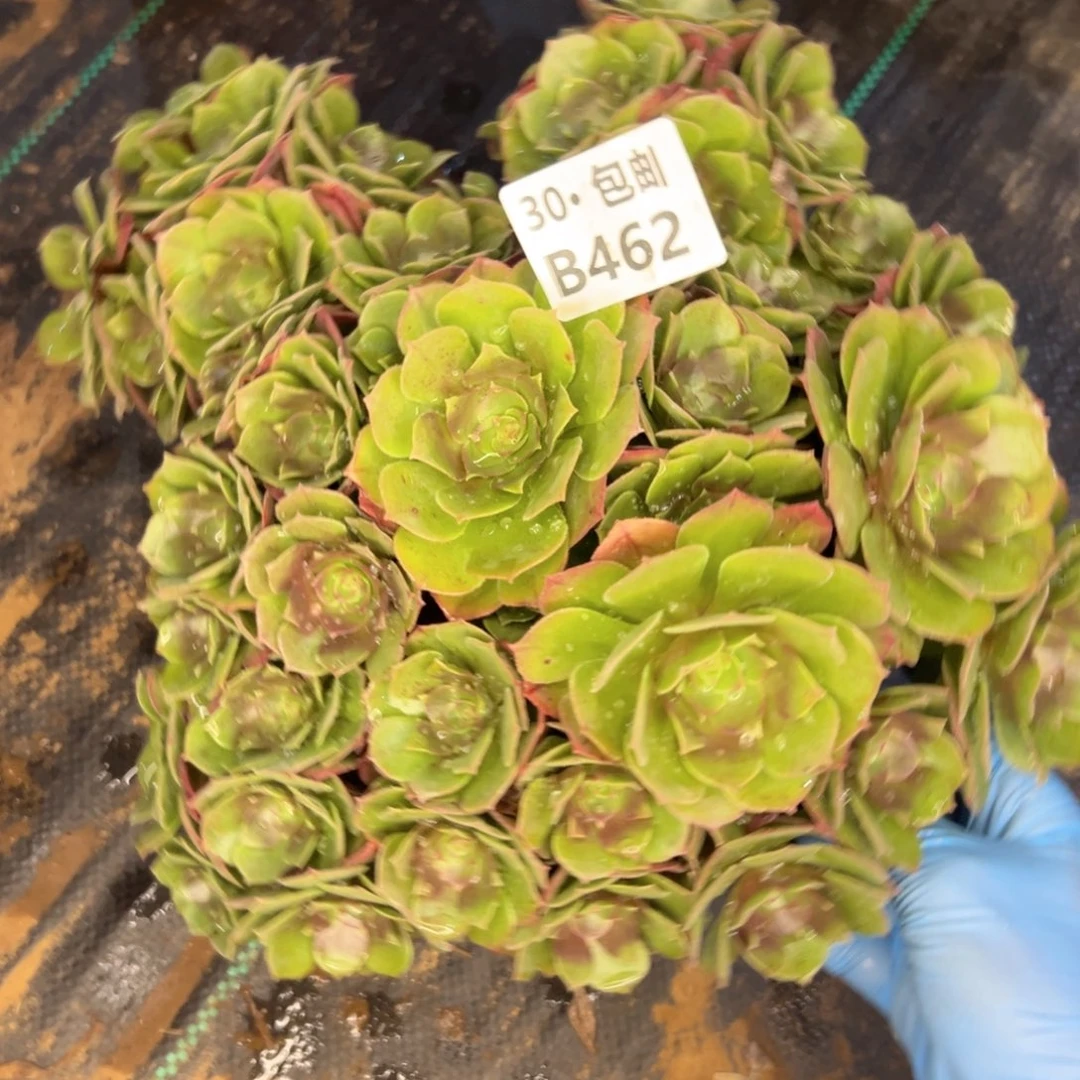 462 多肉法师鲜花