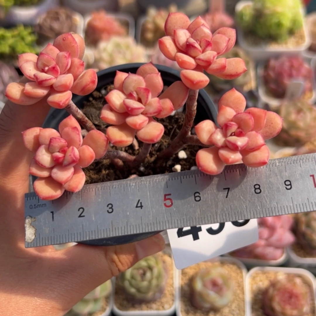 498 多肉植物组合盆栽