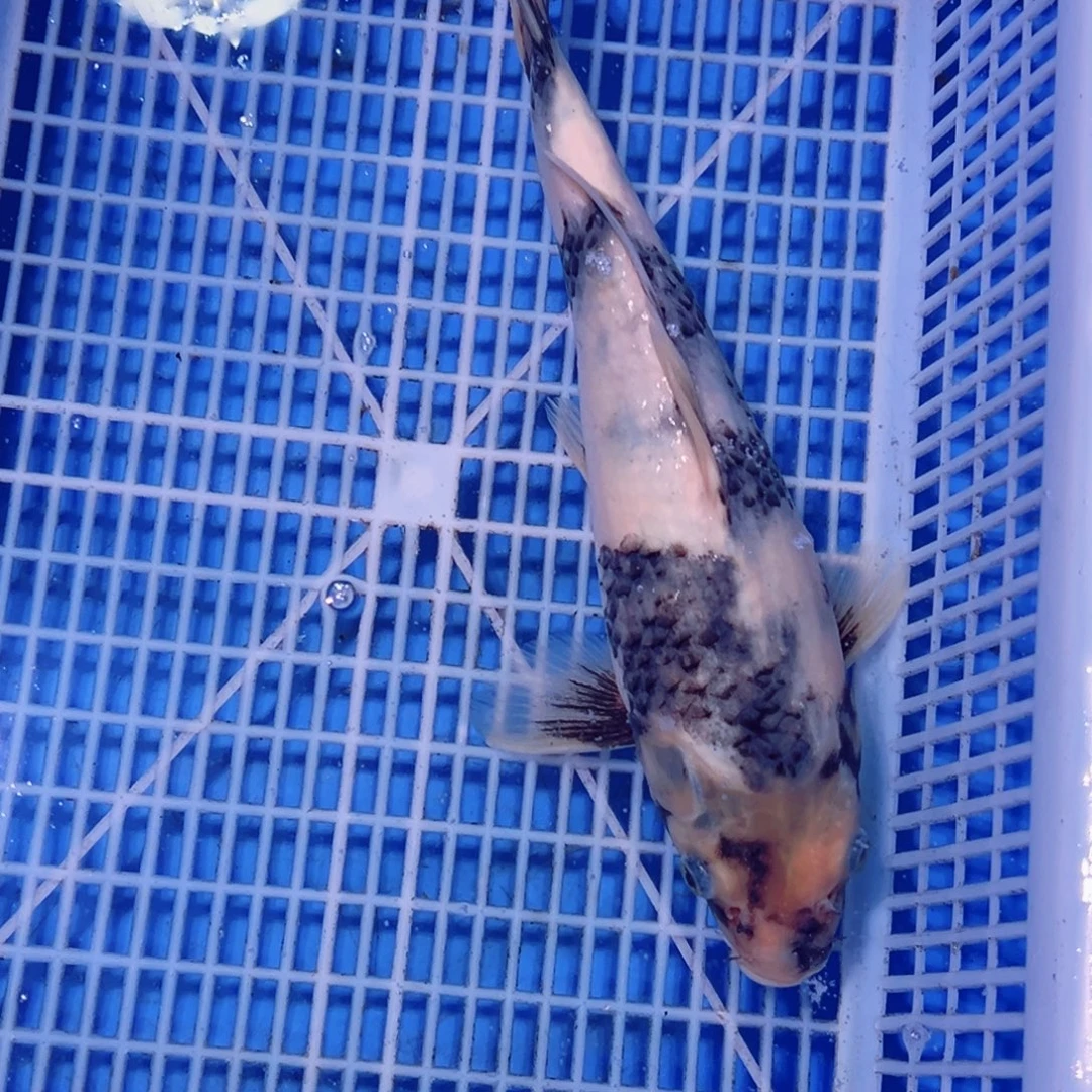 锦鲤锦鲤观赏鱼1111