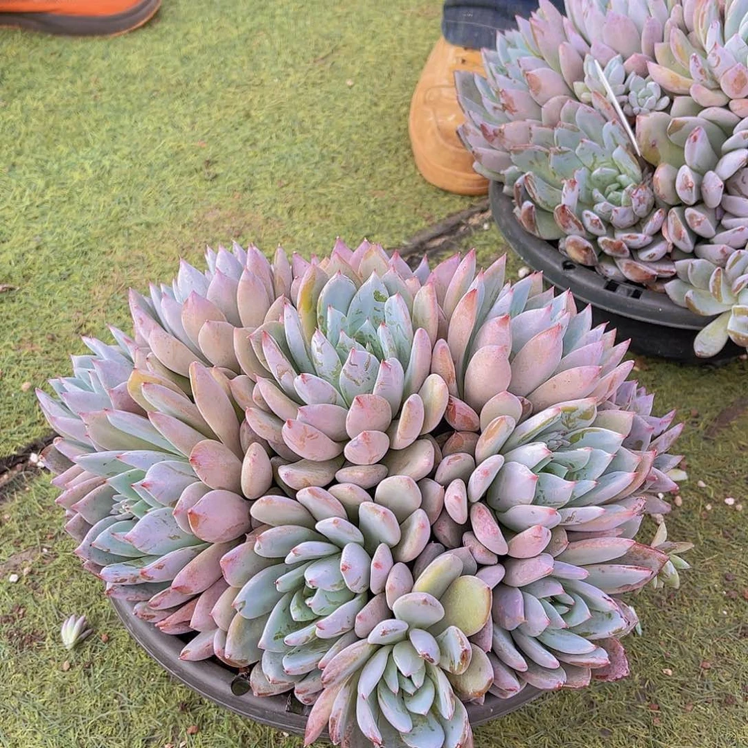 ㊗️**多肉卡杂交不带盆栋姐