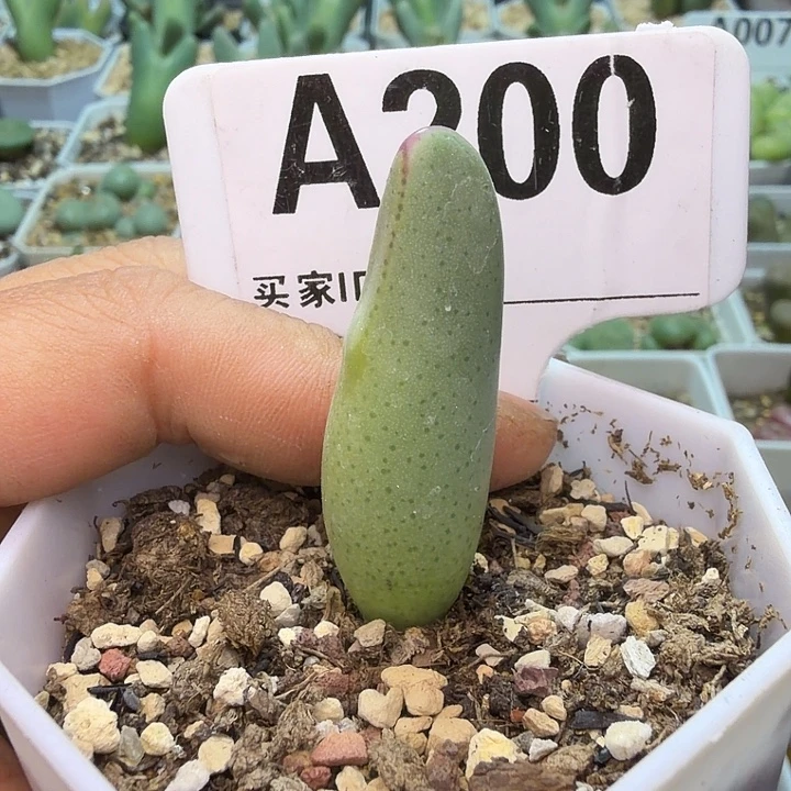 200。满38包邮肉锥