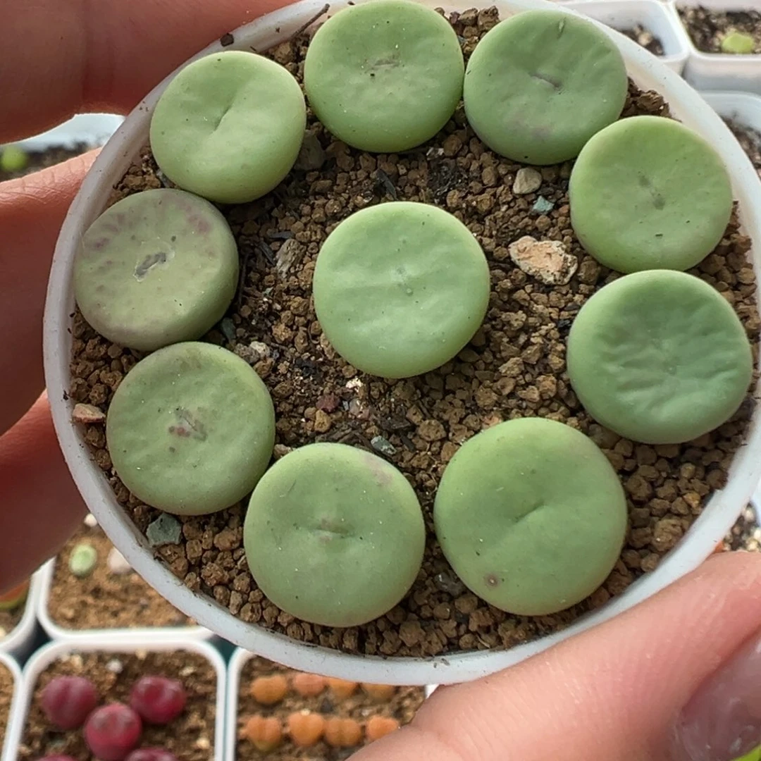039大型红嘴带盆土发货