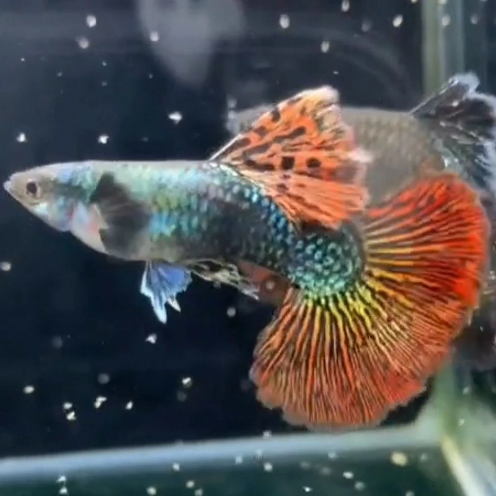 精品半月尾红龙孔雀鱼热带鱼（入缸后不包损）