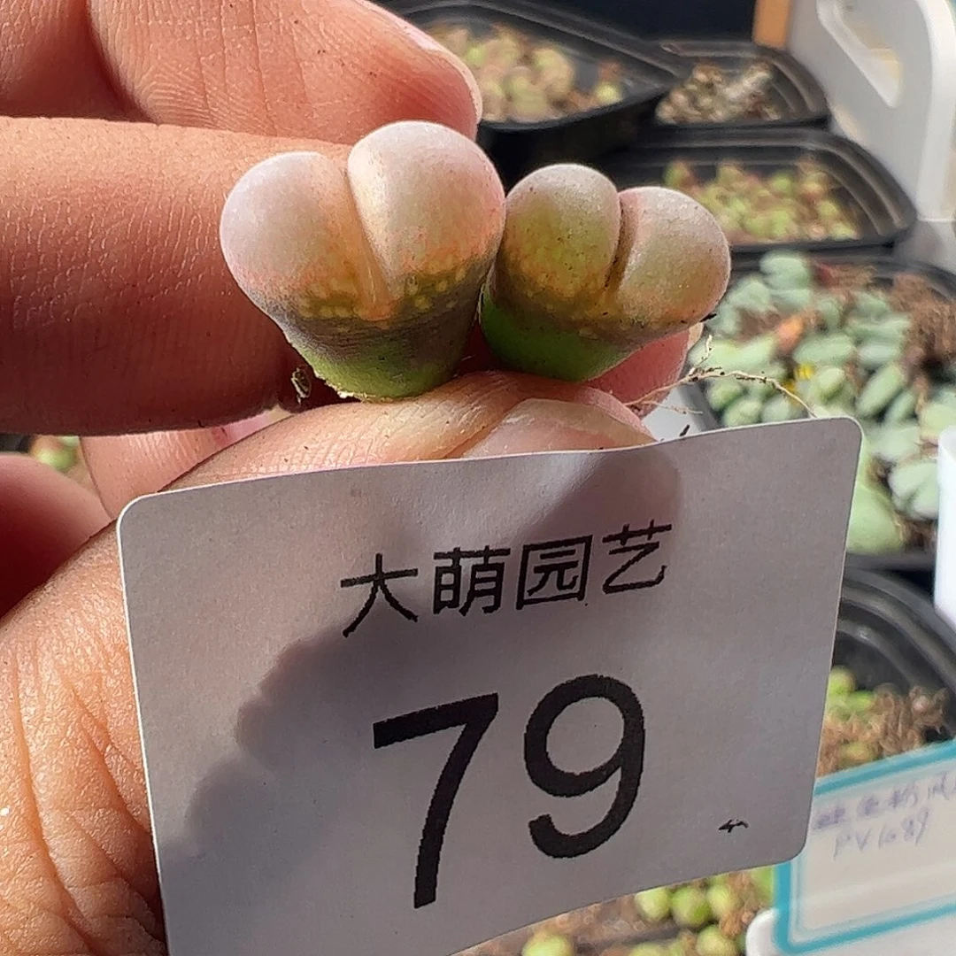 一物一拍正版PV1089鲑鱼粉。79