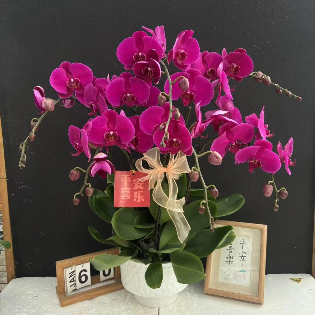 （大辣椒）蝴蝶兰花卉鲜花 超大花型蜡质花  超长待机