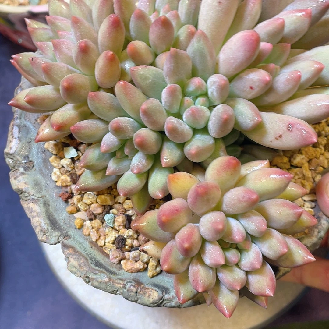 多肉植物脱土包邮