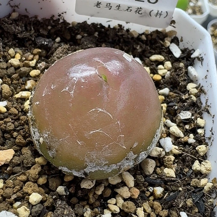 老马生石花3.3灯泡母本2526