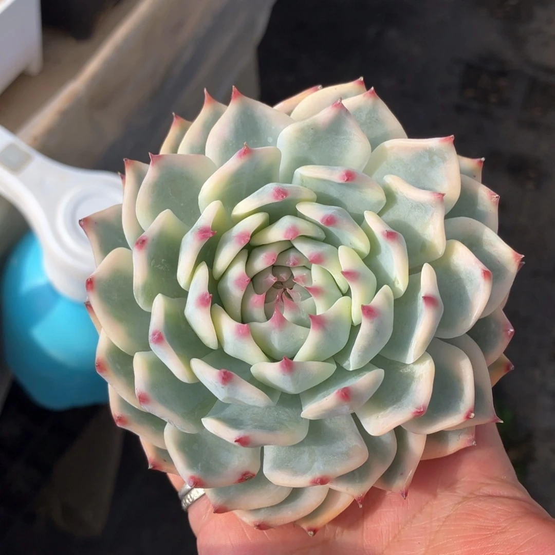 吉娃娃锦 一物一拍不支持退换