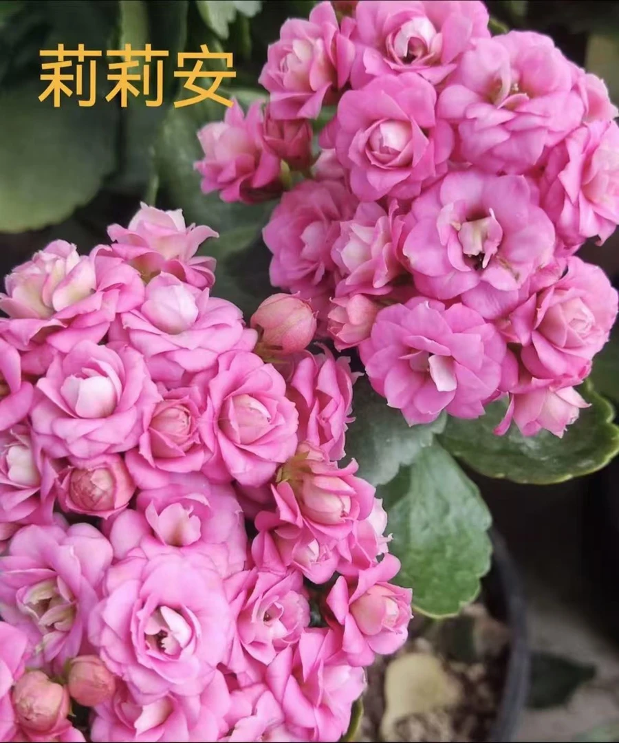 长寿花【莉莉安】110杯