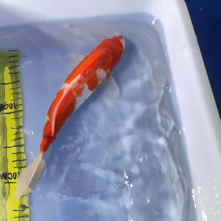 锦鲤锦鲤红白三色