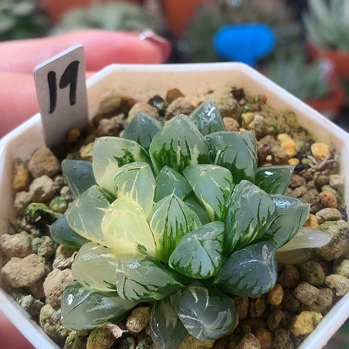 19号北极之光玉露锦