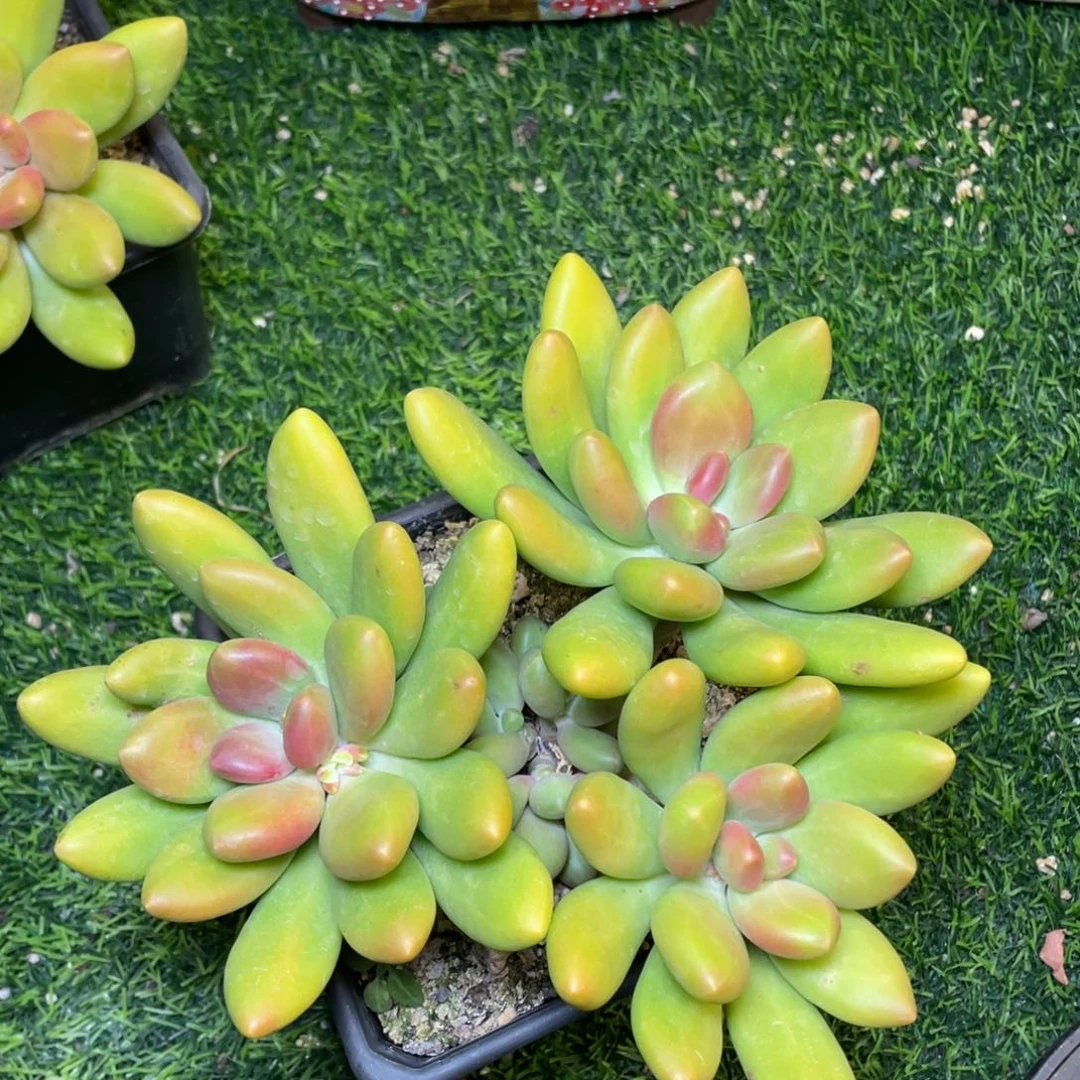 正版芒果奶多肉植物