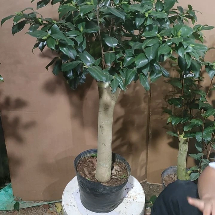 625法兰克吉普森，原盆原土发货，不包邮