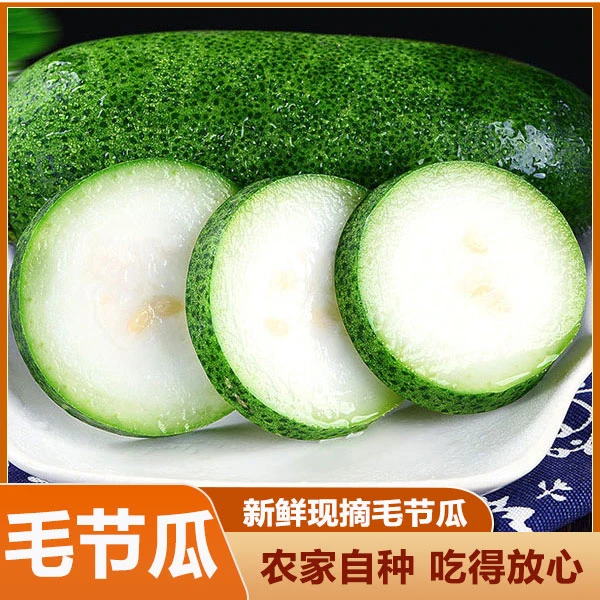 2025新鲜毛节瓜广西当季新鲜食材小冬瓜节瓜毛瓜现摘蔬菜农产品