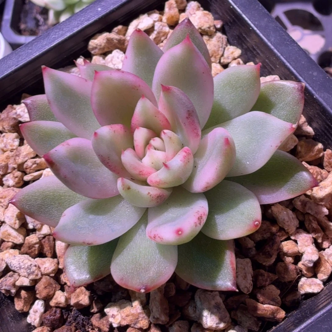 黑玫瑰宝石锦你锦