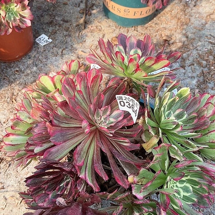 0364 一颗同花顺法师