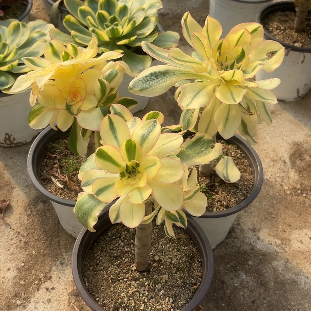 燕子锦三颗多肉植物