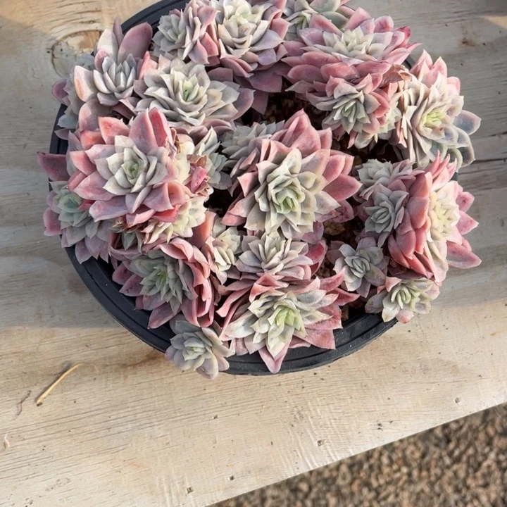 多肉张乔燃女王玫瑰锦