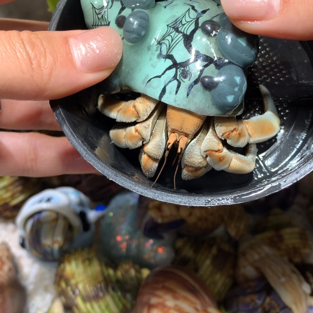 2.9 寄居蟹出售，不退不换11号