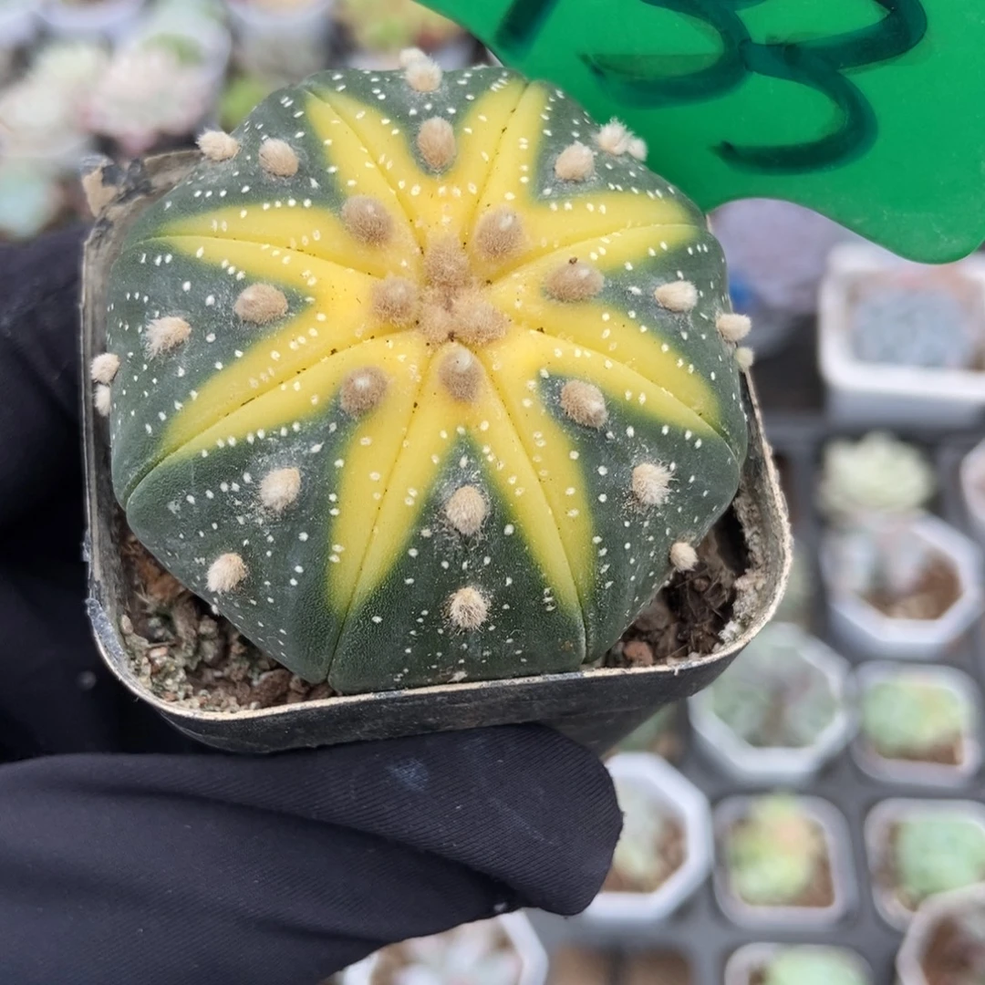 933南瓜蔸多肉植物