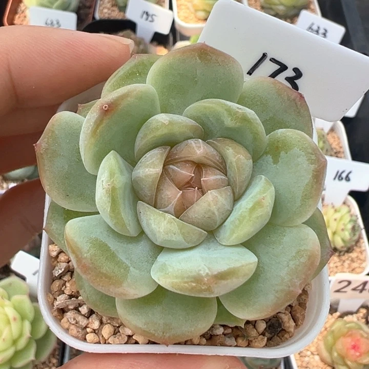173号风花雪月系列