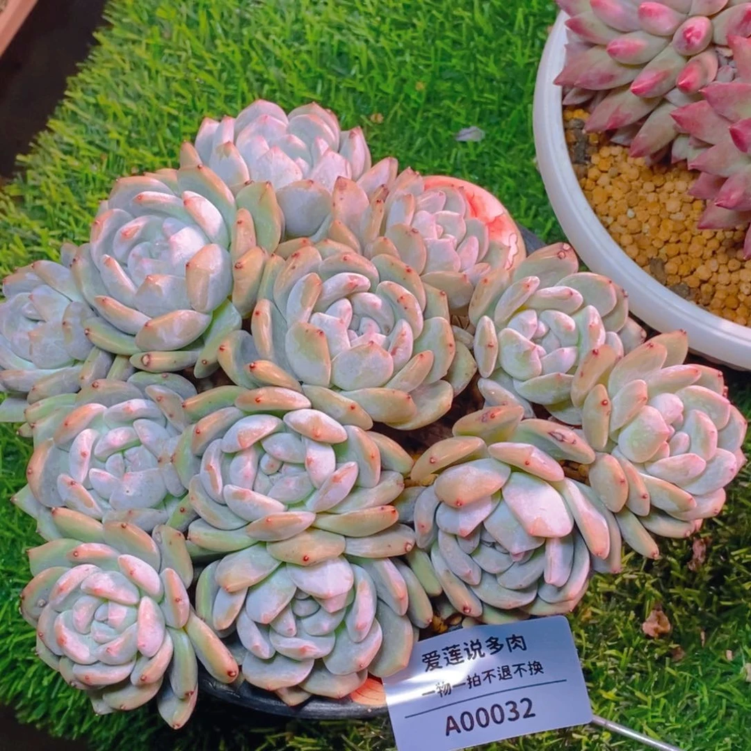 00032正版突尼斯星影