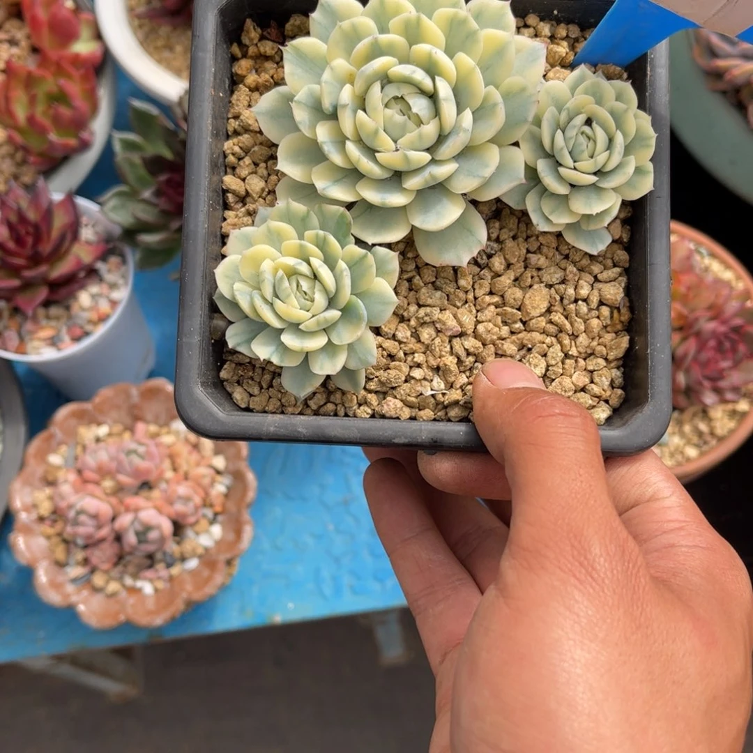 …****←005贝瑞锦多肉