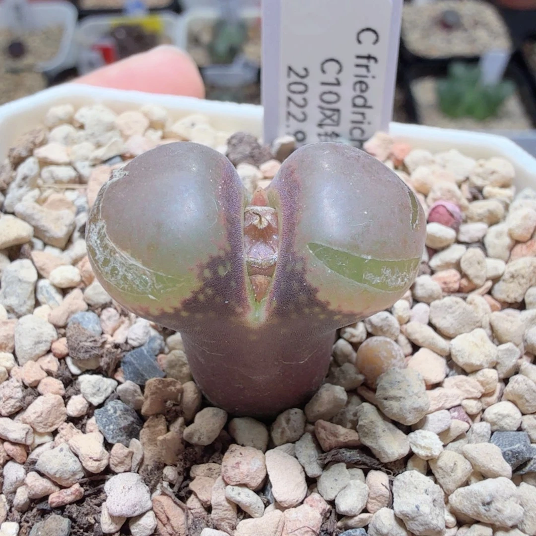 挽*沉C10 10-9-L25。