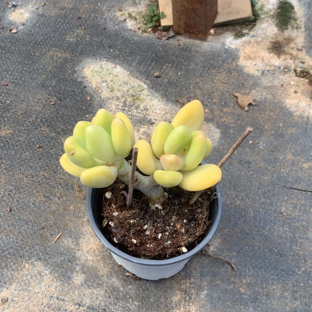 我们的产品也越来越难做到