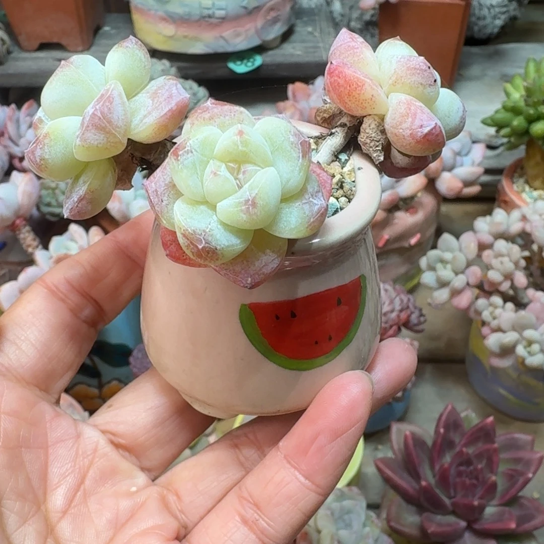 冰玉 多肉含盆土 一物一拍